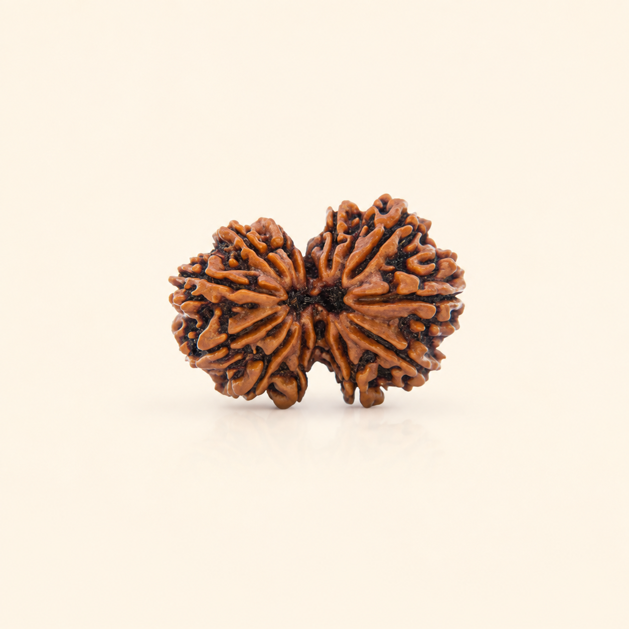 Gauri Shankar Rudraksha (Nepal Origin)